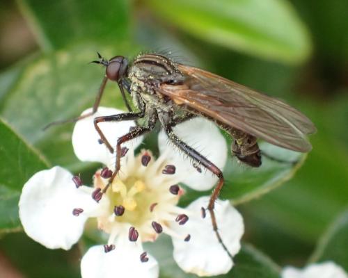 Réf. 244 184 : Empis tessellata